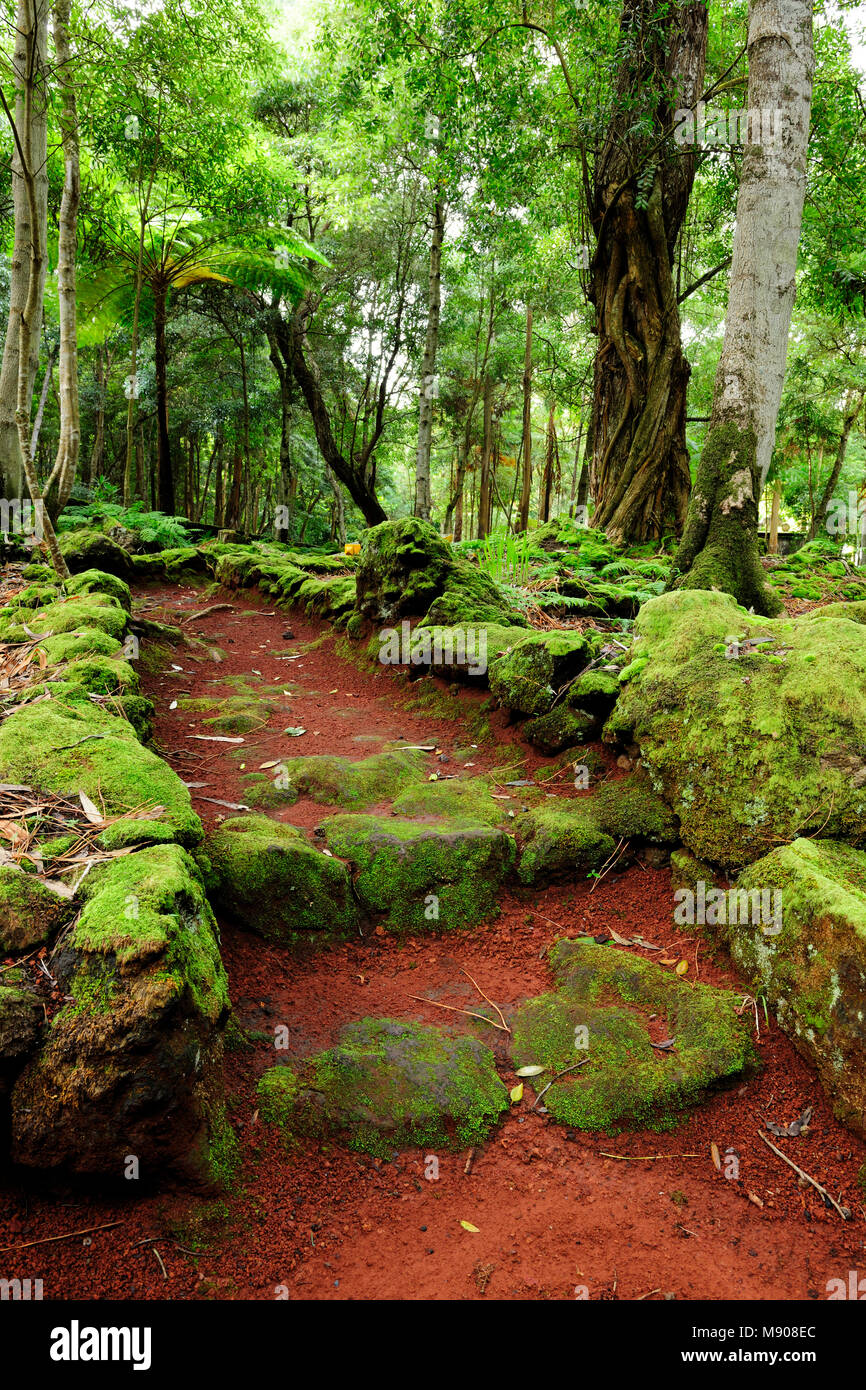 Mata da Serreta Riserva Forestale. Terceira, isole Azzorre, Portogallo Foto Stock