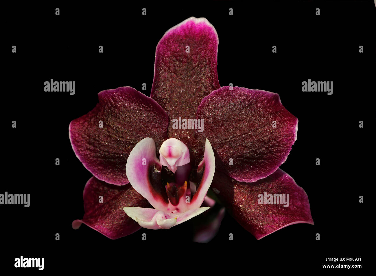 Uno viola bianco phalaenopsis fiore su uno sfondo nero Foto Stock