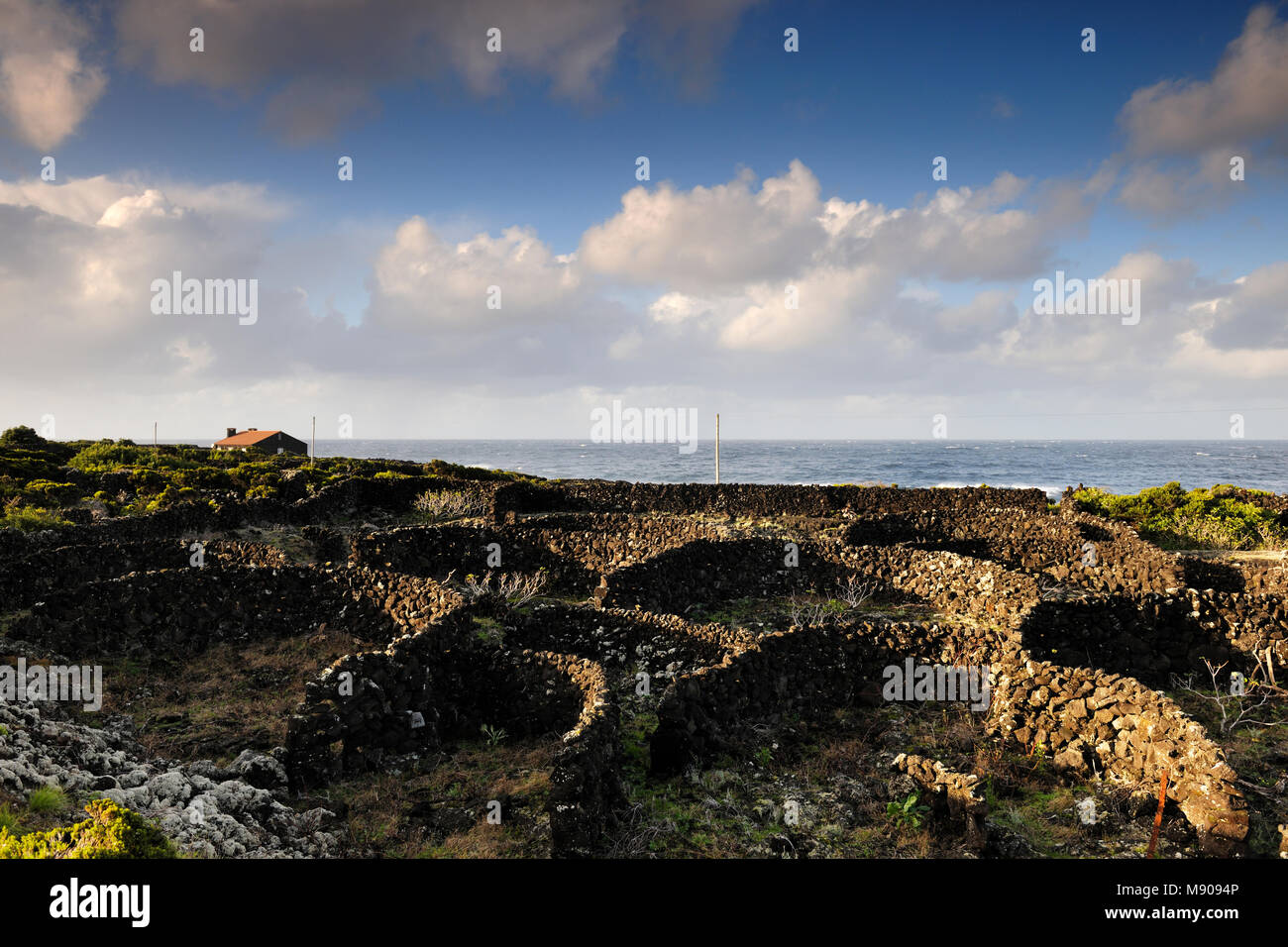 Vigneti all'interno di pareti di lava a Lagido. Un sito Patrimonio Mondiale dell'UNESCO. Pico, isole Azzorre, Portogallo Foto Stock