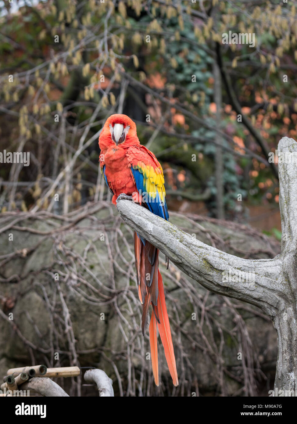 Il rosso e il verde macaw (Ara chloropterus), noto anche come il verde-winged macaw, è un grande, soprattutto-red macaw del genere Ara Foto Stock