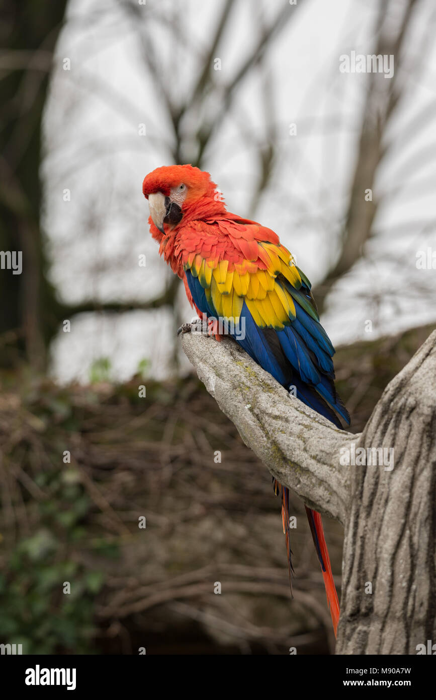 Il rosso e il verde macaw (Ara chloropterus), noto anche come il verde-winged macaw, è un grande, soprattutto-red macaw del genere Ara Foto Stock