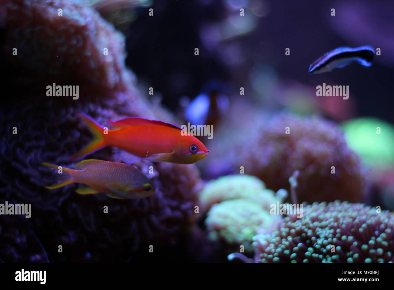 Anthias pesci di barriera tank Foto Stock