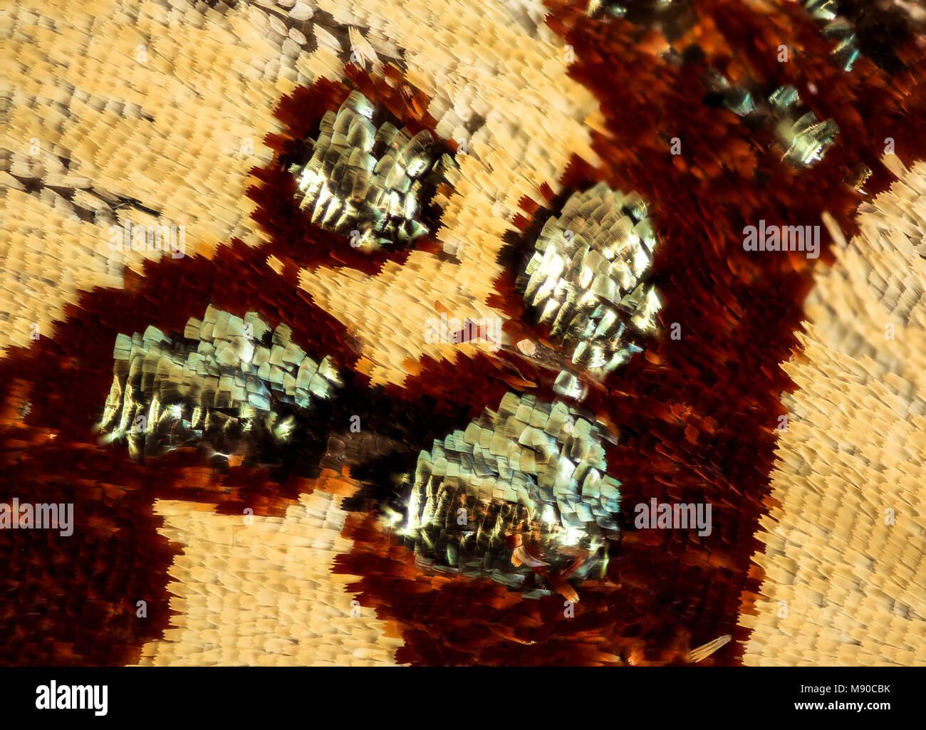 Bling Butterfly - Anteros formosus, m, Perù, Cosnipata Valley, cervello Harris, super dettaglio Foto Stock