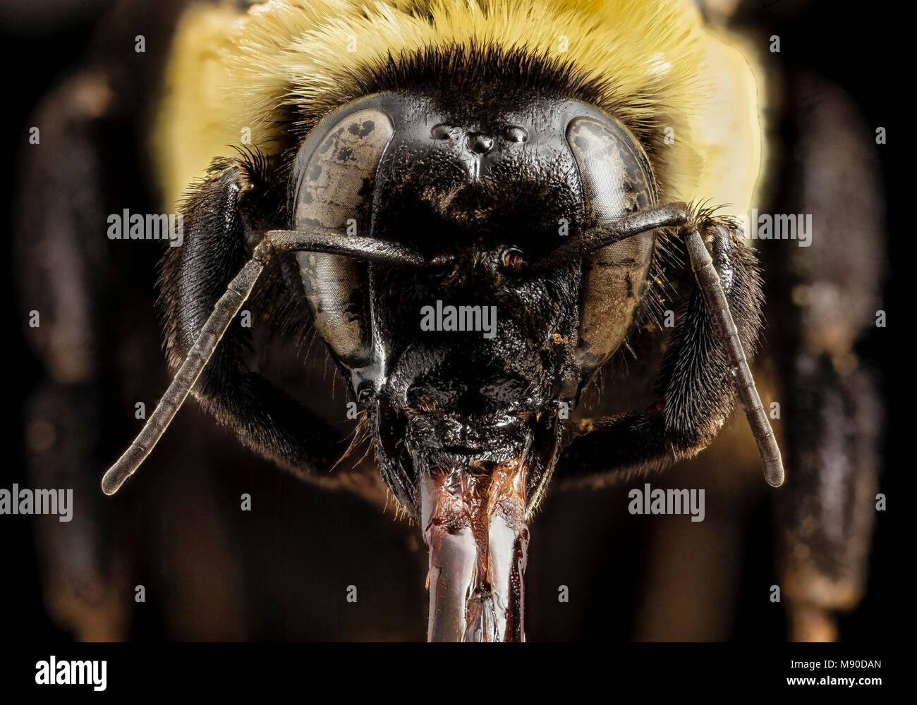 Bombus fraternus, F, Faccia Foto Stock