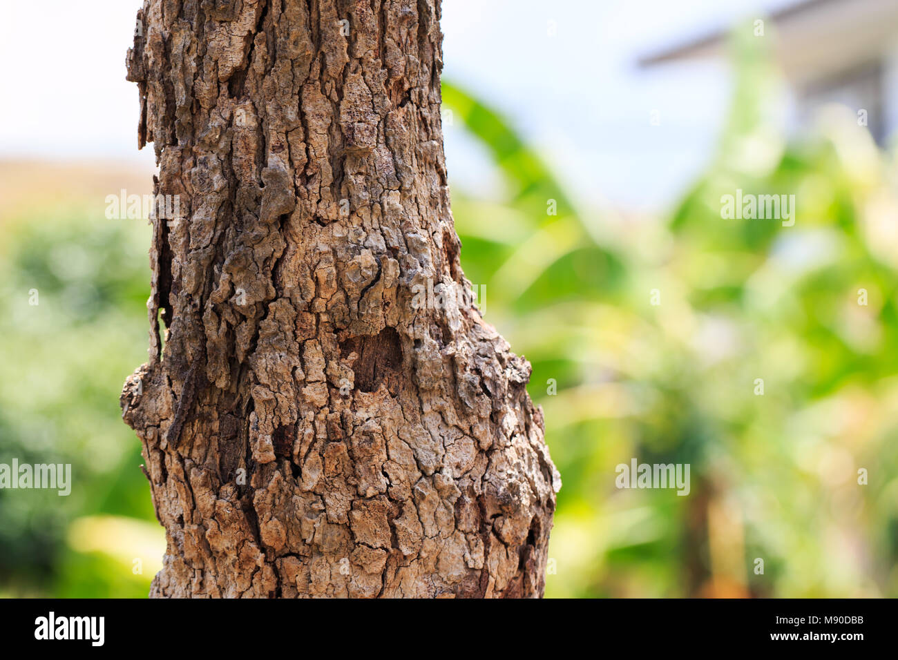 Modelli di corteccia di durian Foto Stock Modelli di corteccia di durian Foto Stock