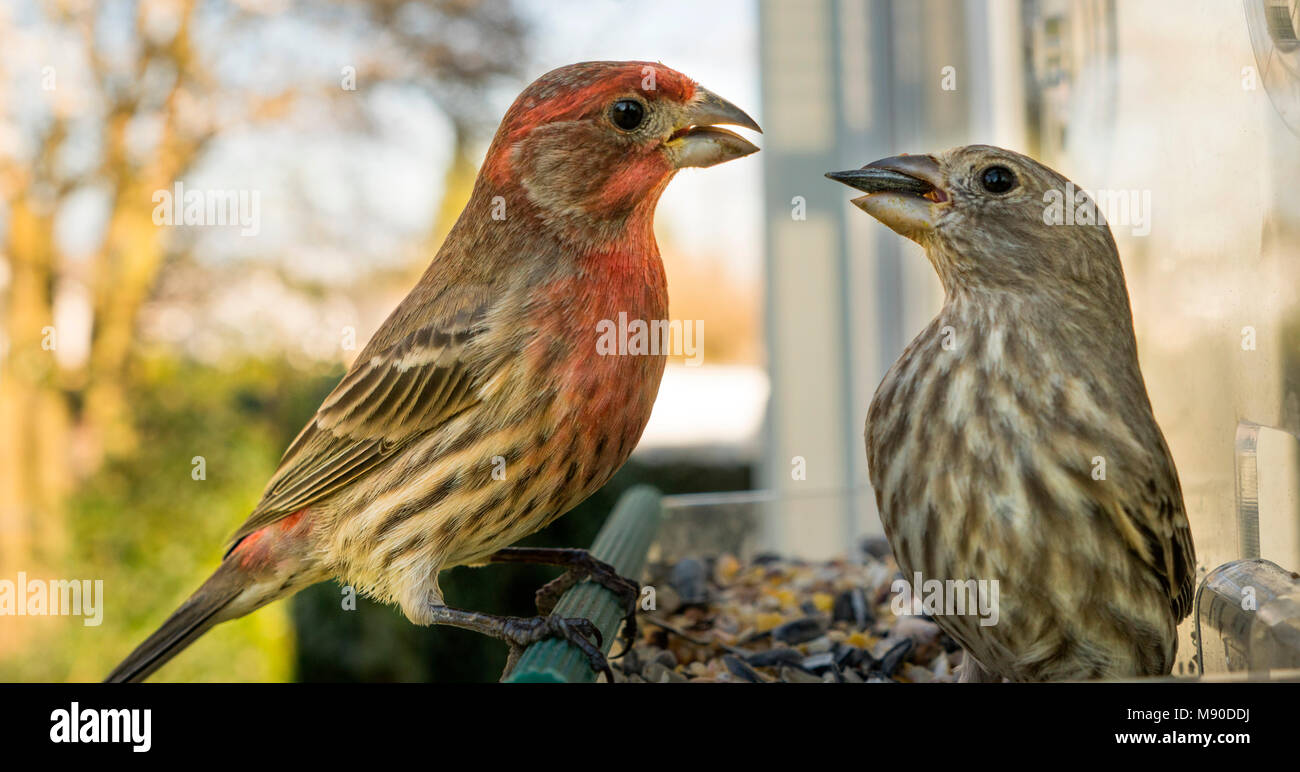 Un maschio House Finch cerca di strappare il cibo dalla bocca di una femmina di due uccelli nell'alimentatore Foto Stock