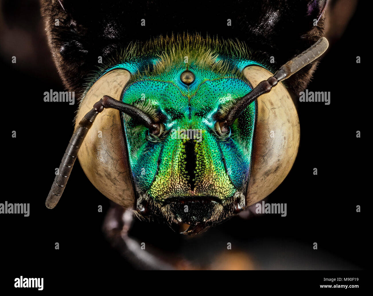 Eufriesea pulchra, m, face, Guyana Foto Stock