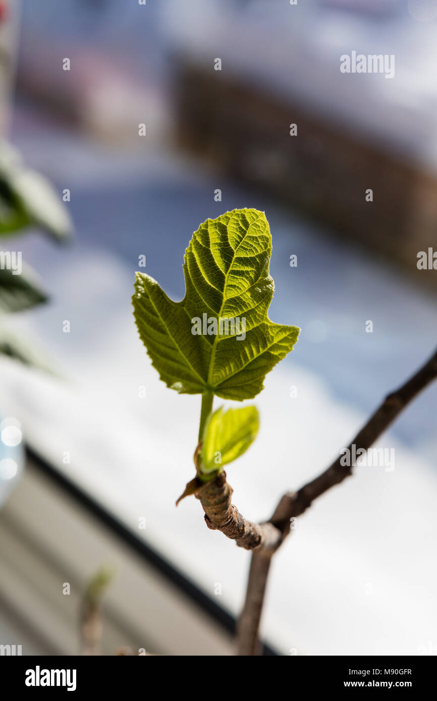 Comune Fig, Fikon (Ficus carica) Foto Stock