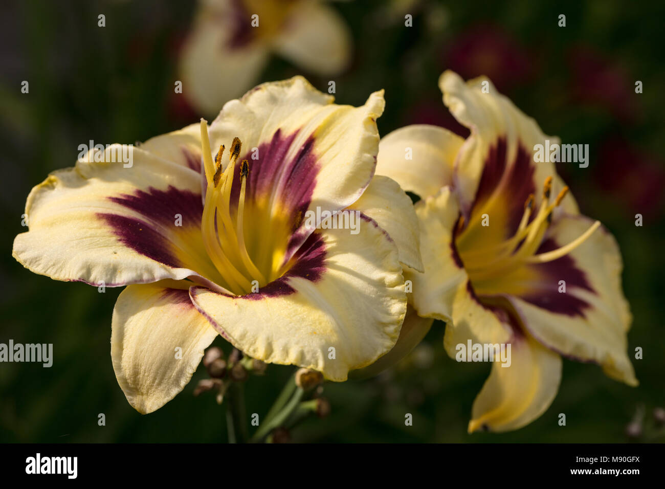 "Canadian Pattuglia di Confine' Daylily, Daglilja (Hemerocallis) Foto Stock