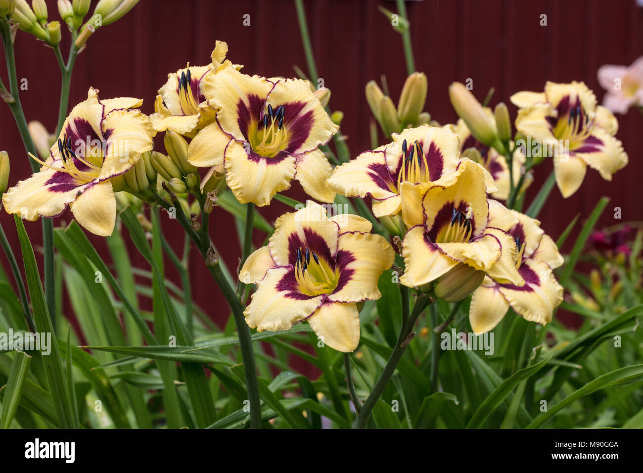 "Canadian Pattuglia di Confine' Daylily, Daglilja (Hemerocallis) Foto Stock