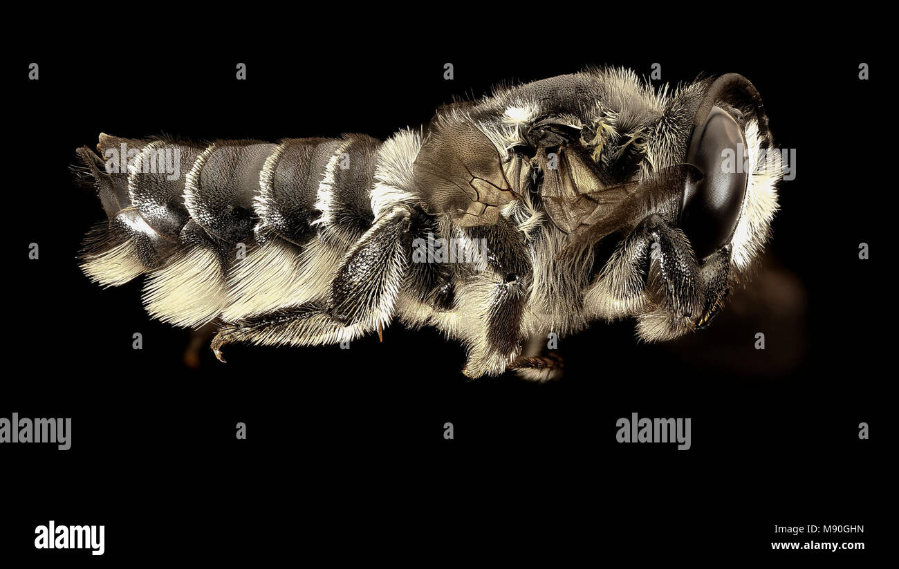 Leaf Cutter Bee. Megachile pruina, f, charlotte county, fl, laterale Foto Stock