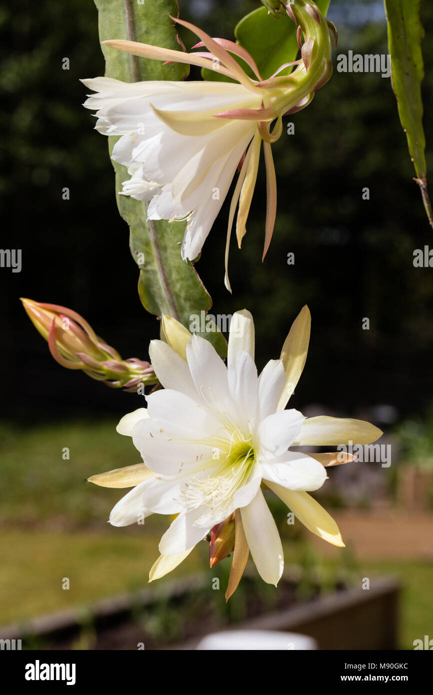 "Bianco splendore' Orchid Cactus, Bladkaktus (Epiphyllum) Foto Stock