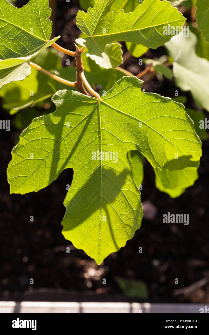 Comune Fig, Fikon (Ficus carica) Foto Stock