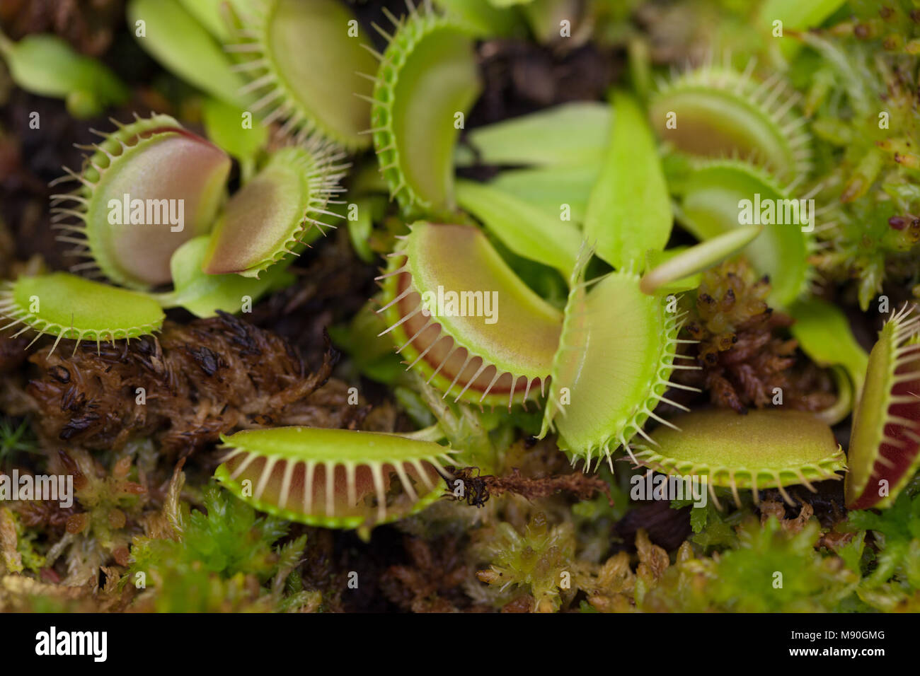 Venus flytrap, Venusflugfälla (Dionaea muscipula) Foto Stock