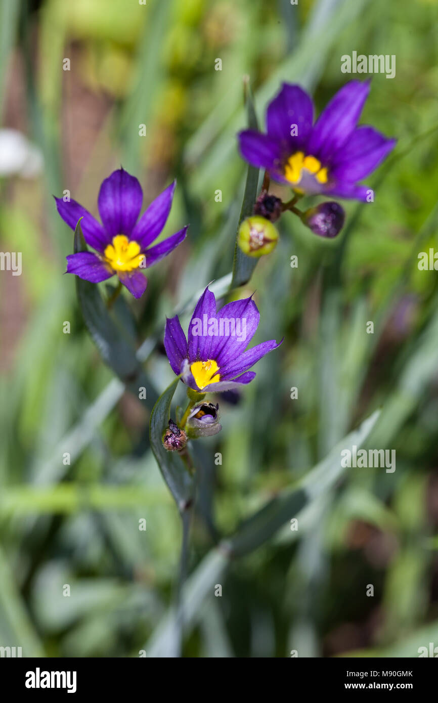 American Blue-eyed-erba, Blå gräslilja (Sisyrinchium montanum) Foto Stock