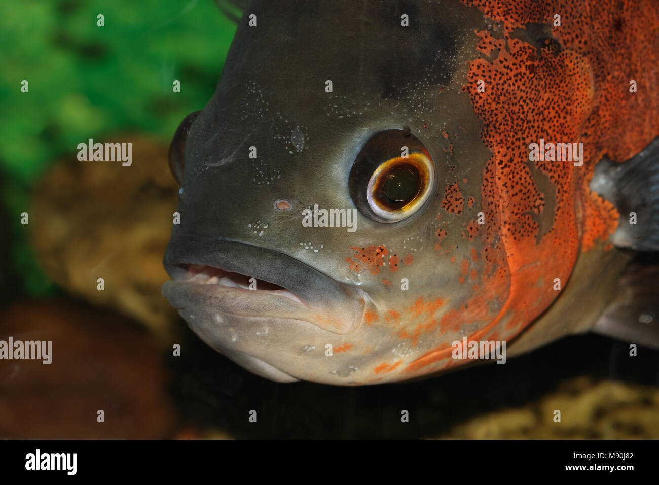 Extreme closeup dei grandi pesci aquarian museruola all'interno acquario Foto Stock