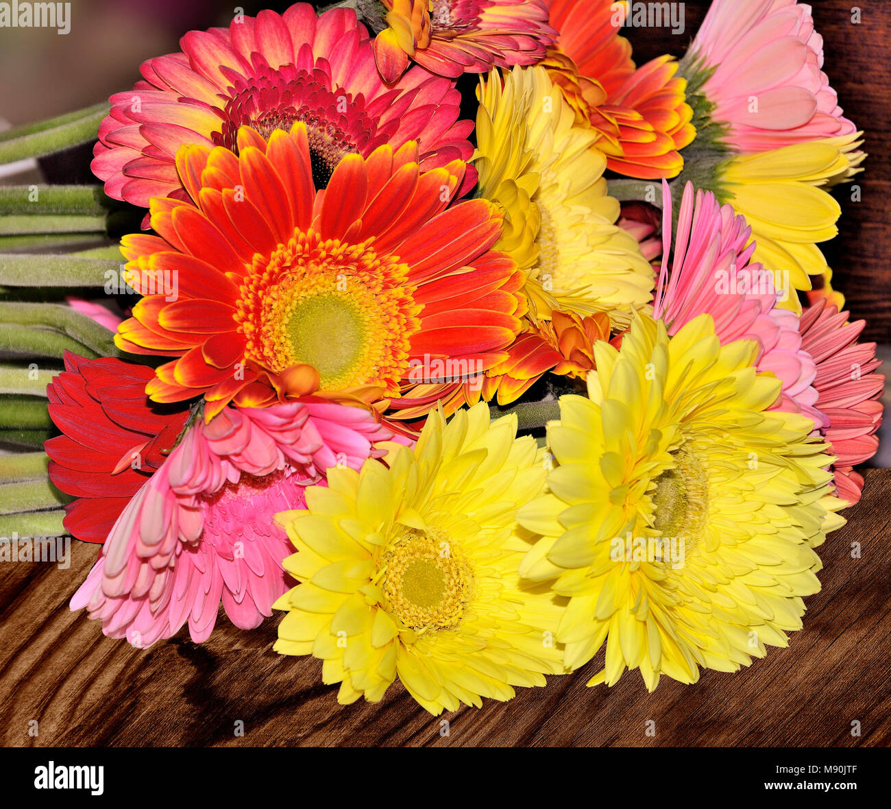Bel bouquet di differenti gerbere colorate close up su un sfondo di legno Concetto di festosa o design lutto Foto Stock