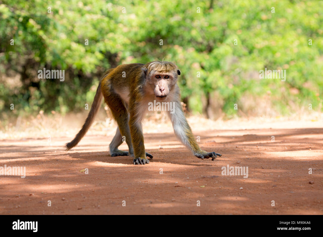 La toque macaque, Macaca sinica, è di colore rosso-marrone colorata di scimmia del Vecchio Mondo, endemica in Sri Lanka, dove è noto come il rilewa rilawa o. Questo Foto Stock