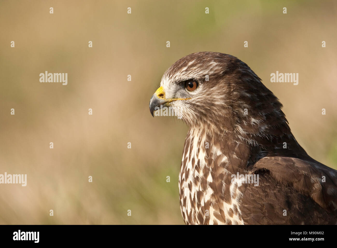 Buizerd close-up; comune poiana close up Foto Stock