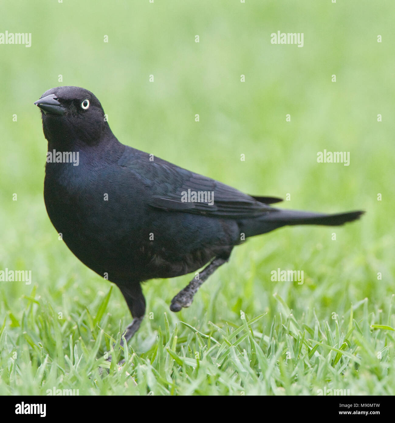 Il birraio-troepiaal op gazon Californie USA, Brewer's Blackbird sul prato California USA Foto Stock