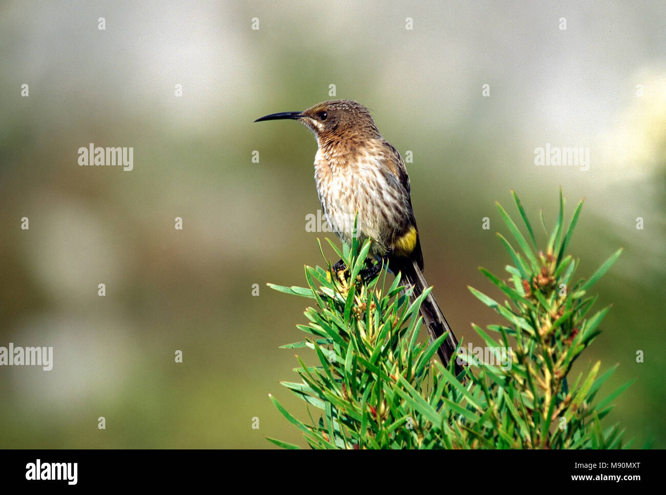 Kaapse Suikervogel zittend Zuid Afrika, Cape Sugarbird appollaiato in Sud Africa Foto Stock