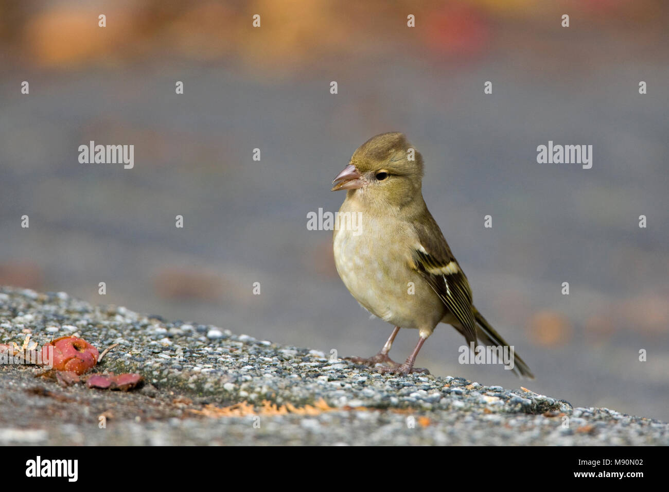 Vink voedsel zoekend op straat in woonwijk Nederland, comune fringuello rovistando in area urbana Paesi Bassi Foto Stock