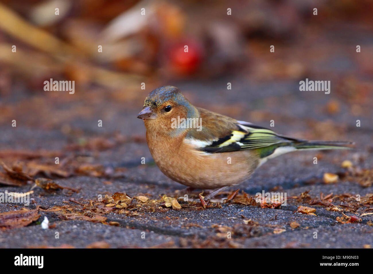 Comune maschio fringuello rovistando su street Netherland, Vink mannetje foeragerend op straat Nederland Foto Stock