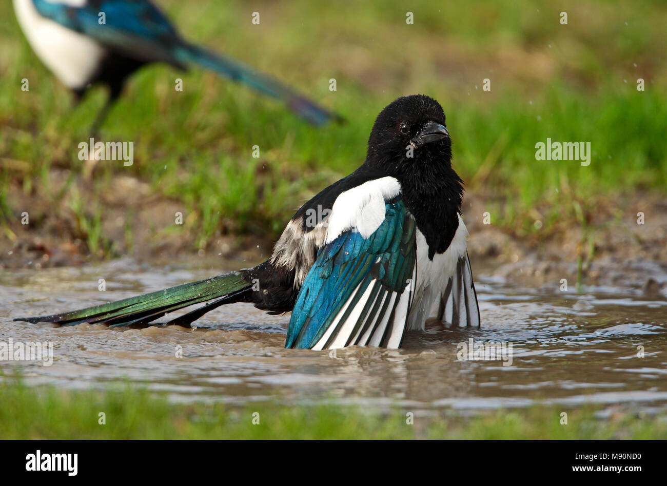 Eurasian Gazza prendere un bagno in piscina, Paesi Bassi Ekster badderend in poel Nederland Foto Stock