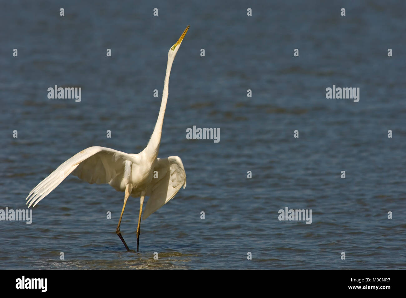 Airone bianco maggiore in pericolo la postura, Grote Zilverreiger in dreighouding Foto Stock