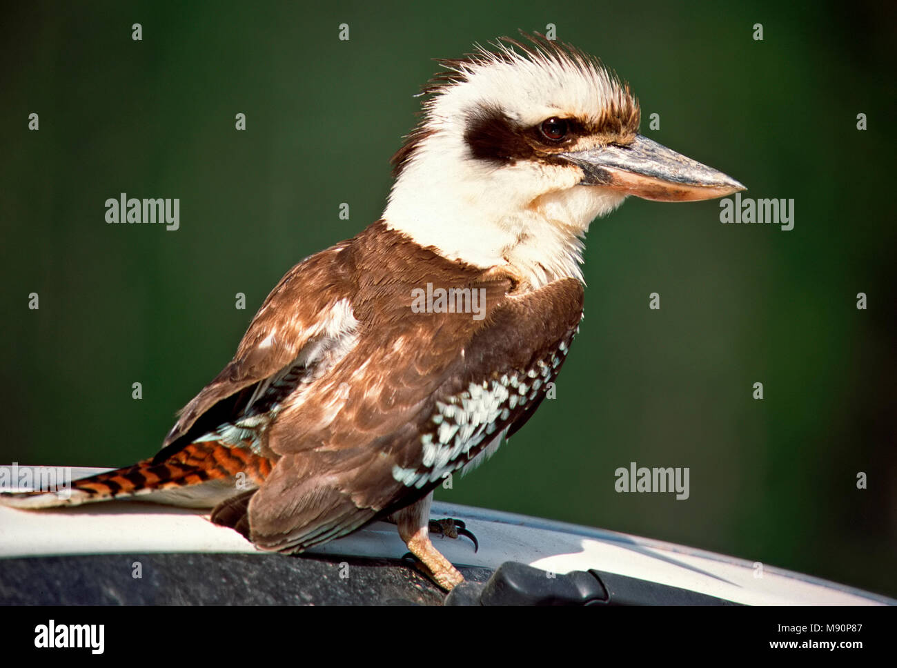 Kookaburra zittend op auto Australie, ridendo Kookaburra seduti sulla vettura in Australia Foto Stock