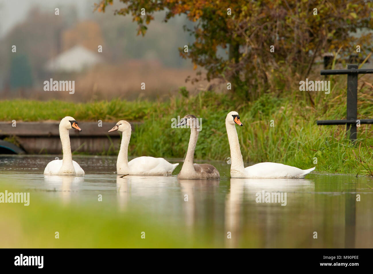Knobbelzwaan incontrato jongen in een boerensloot, Mute Swan con i giovani in un fosso Foto Stock