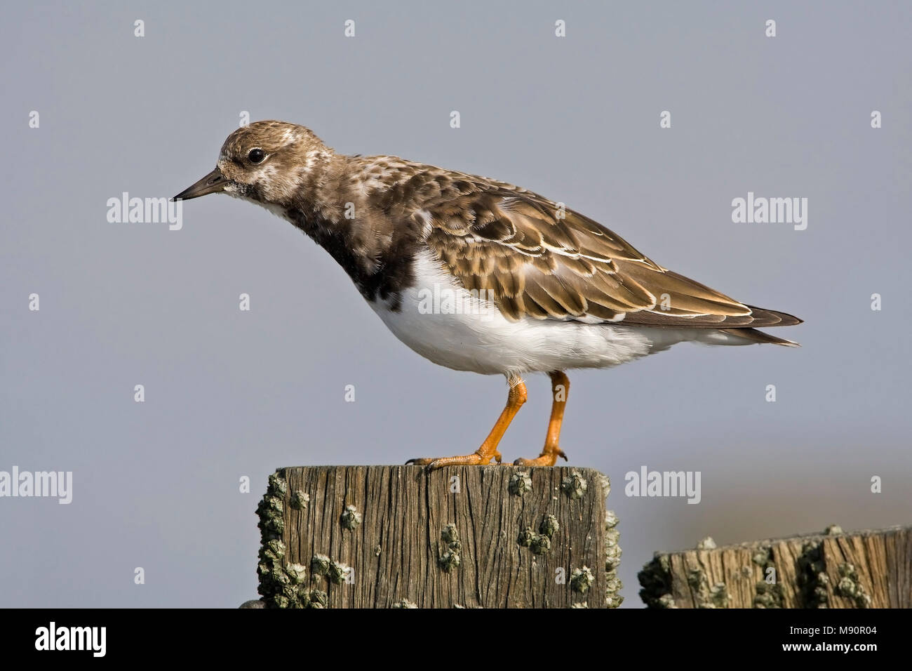 In Steenloper winterkleed Nederland, Voltapietre winterplumage in Paesi Bassi Foto Stock
