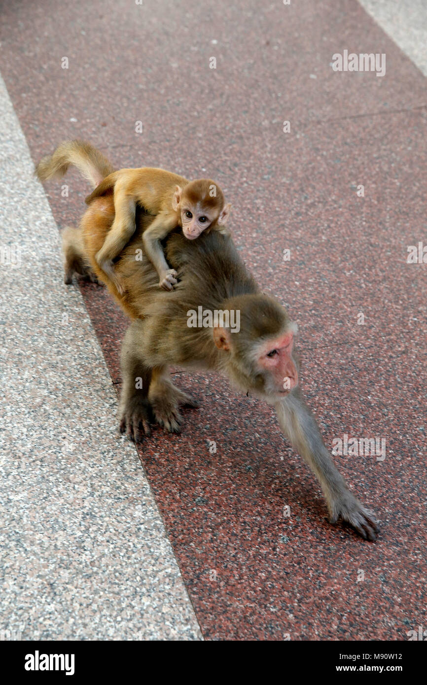 Monkey portando il suo bambino sulla schiena di Delhi, India. Foto Stock