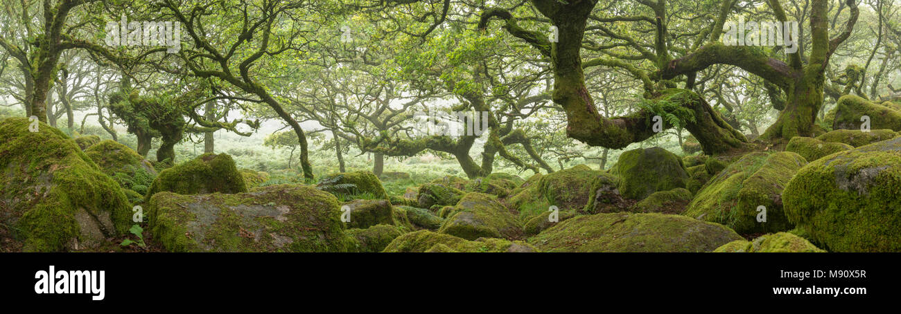 Fotografia panoramica di Wistman il legno SSSI nel Parco Nazionale di Dartmoor, Devon, Inghilterra. In estate (Luglio) 2017. Foto Stock