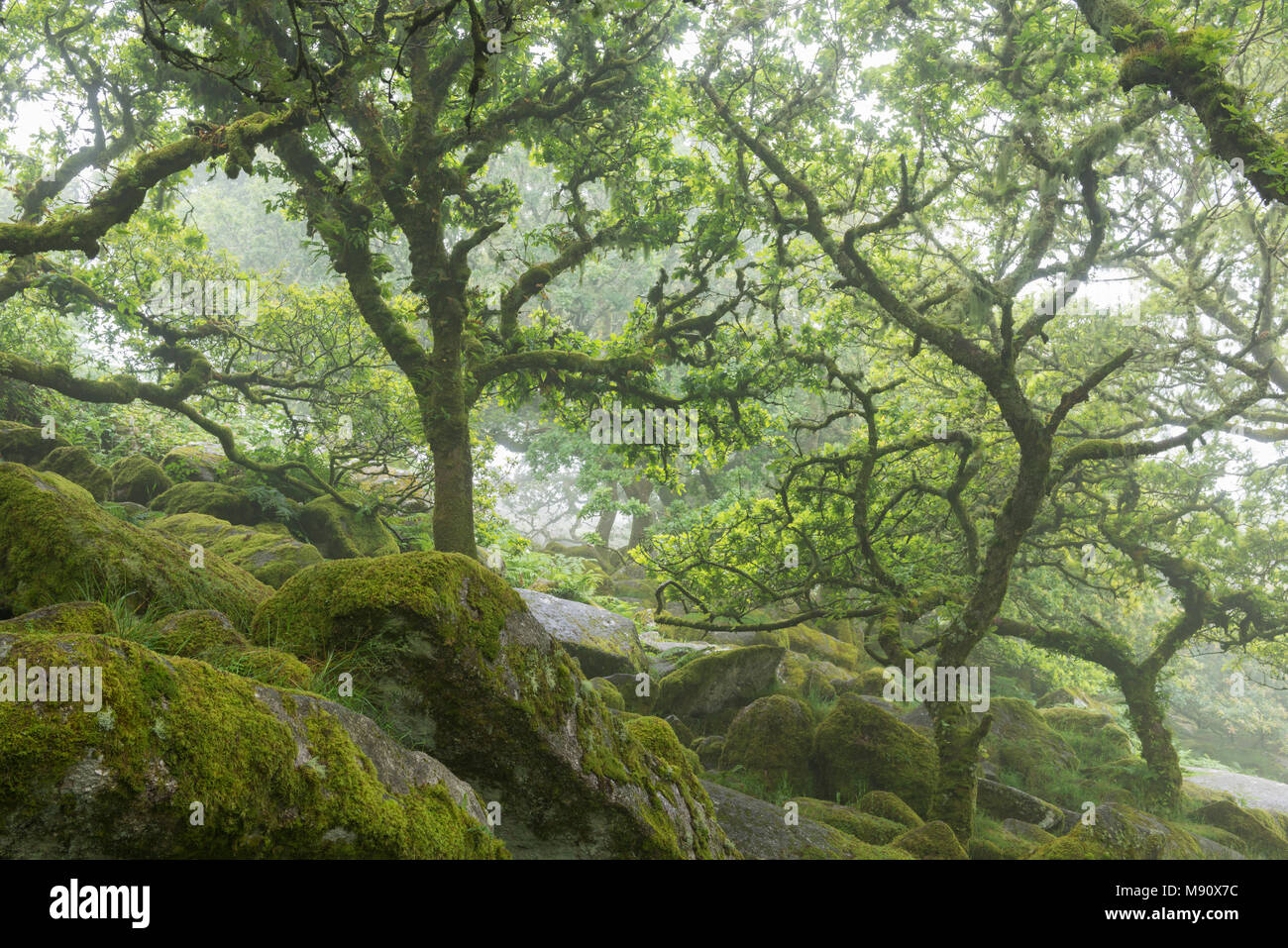 Nodose e ritorto alberi di quercia che cresce su moss coperto di massi in Wistman il legno SSSI, Parco Nazionale di Dartmoor, Devon, Inghilterra. In estate (Luglio) 2017. Foto Stock