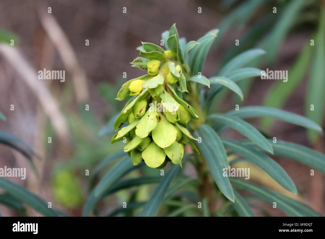 Le campane di Irlanda o Shellflower o Moluccella laevis fiore chiuso con foglie di colore verde scuro in background su fredda giornata invernale Foto Stock