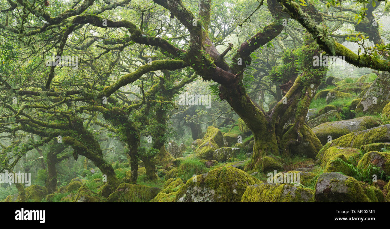 Twisted, moss alberi coperti nel misterioso Wistman il legno nel Parco Nazionale di Dartmoor, Devon, Inghilterra. In estate (Luglio) 2017. Foto Stock