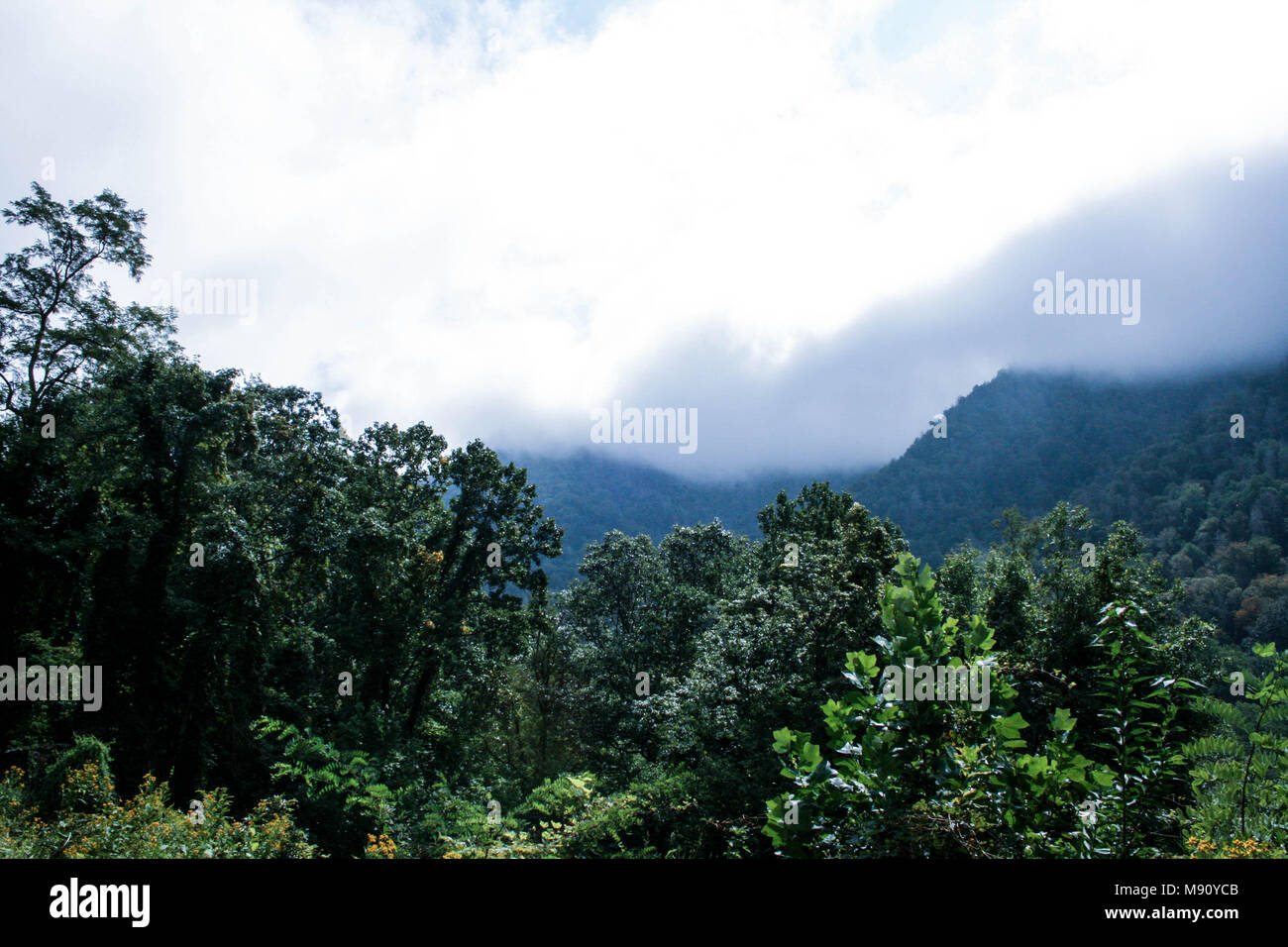 Smokey Mountains, Tennessee, Stati Uniti d'America Foto Stock