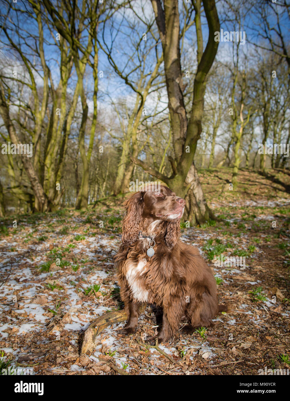 Un lavoro di Cocker Spaniel seduti nel bosco con fusione della neve sul terreno Foto Stock