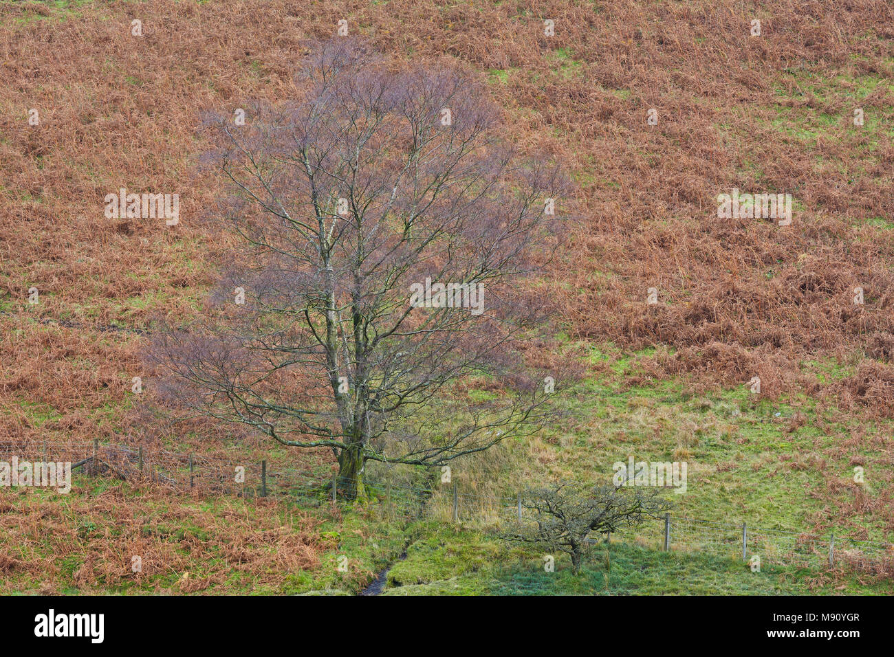 Albero singolo in un campo con una collina piena di bracken in background, England, Regno Unito Foto Stock