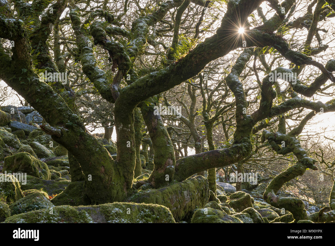 Inverno il sole splende in Wistman il legno nel Parco Nazionale di Dartmoor, Devon, Inghilterra. Inverno (dicembre) 2017. Foto Stock