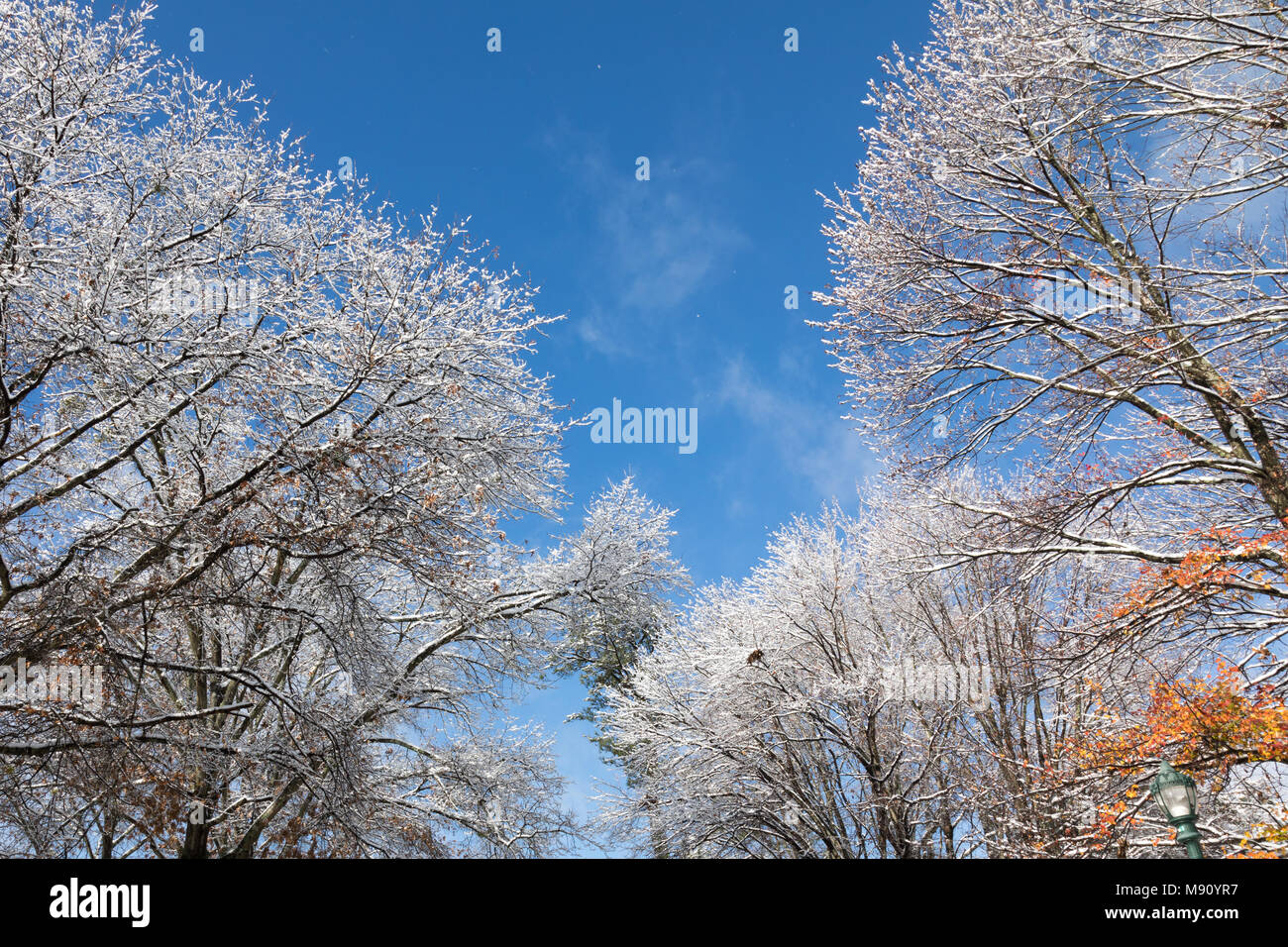 Riempito di neve alberi dopo una nevicata. Foto Stock