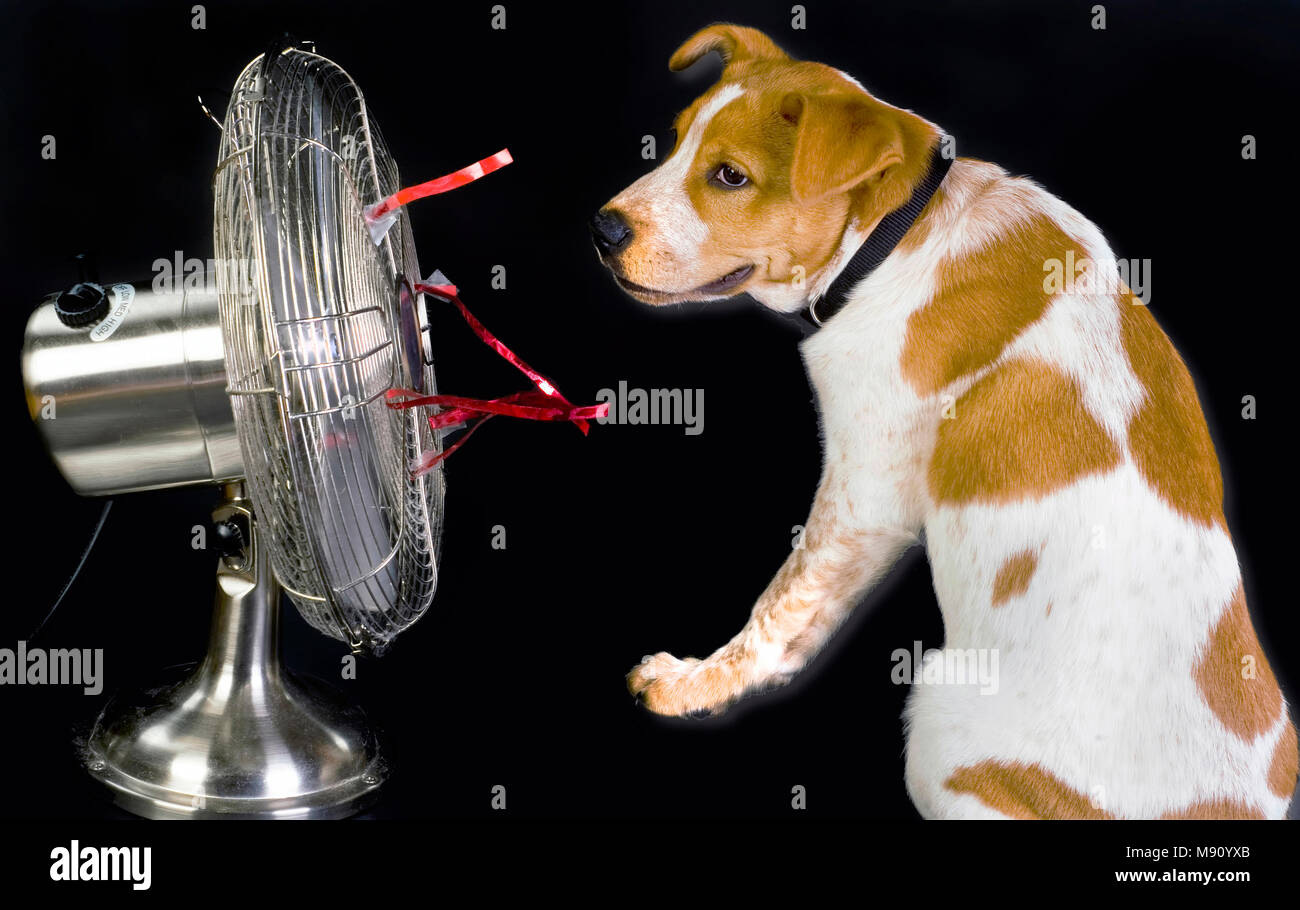 Avendo un cane giorno e stying cool. Foto Stock