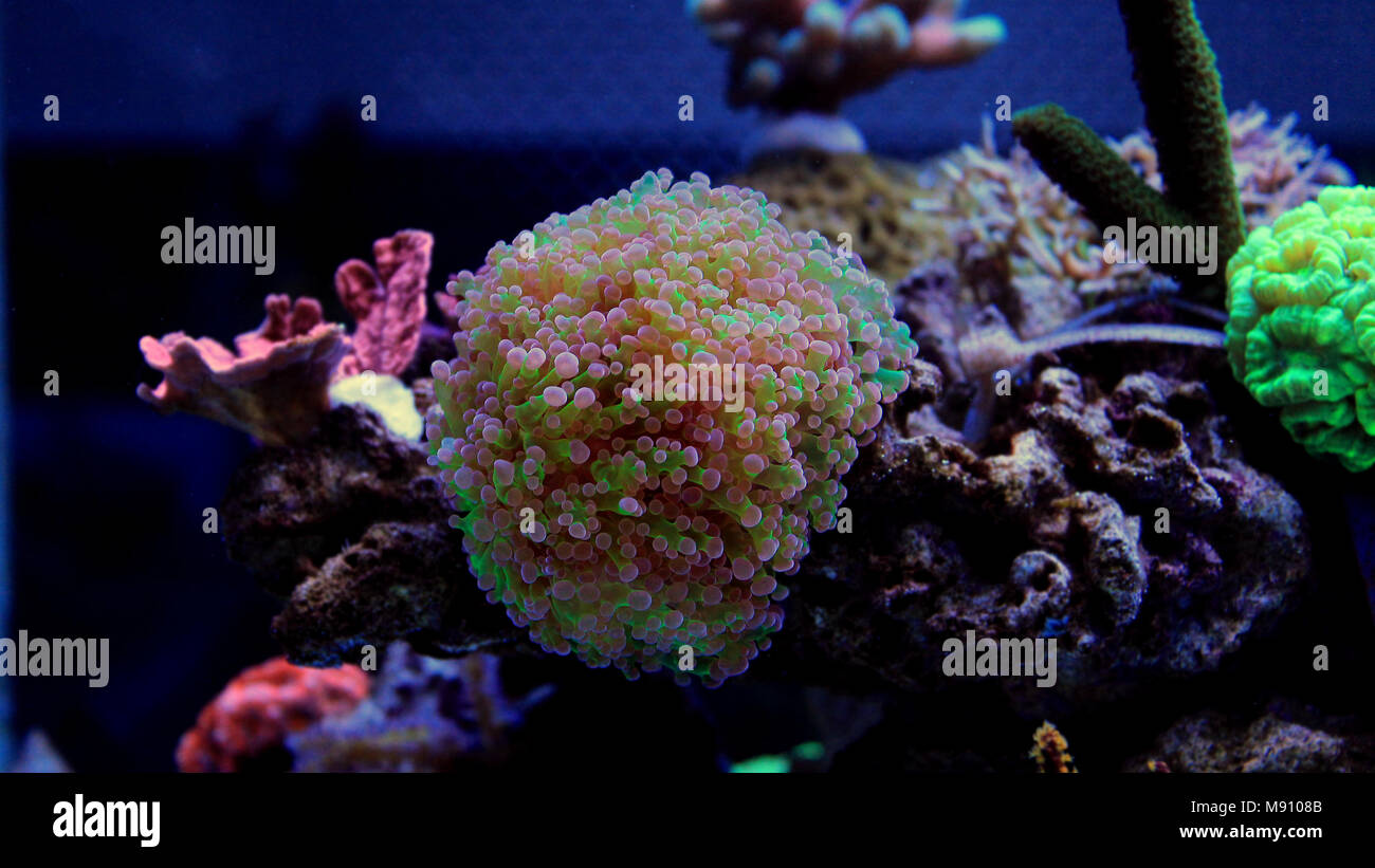 LPS Frogspawn coral Foto Stock
