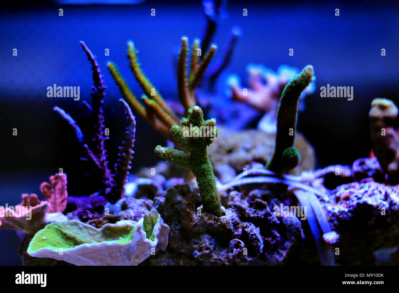 Acqua salata acquario di barriera corallina scena del serbatoio Foto Stock