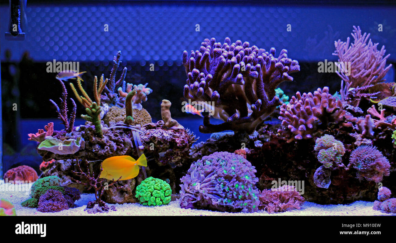 Acqua salata acquario di barriera corallina scena del serbatoio Foto stock  - Alamy