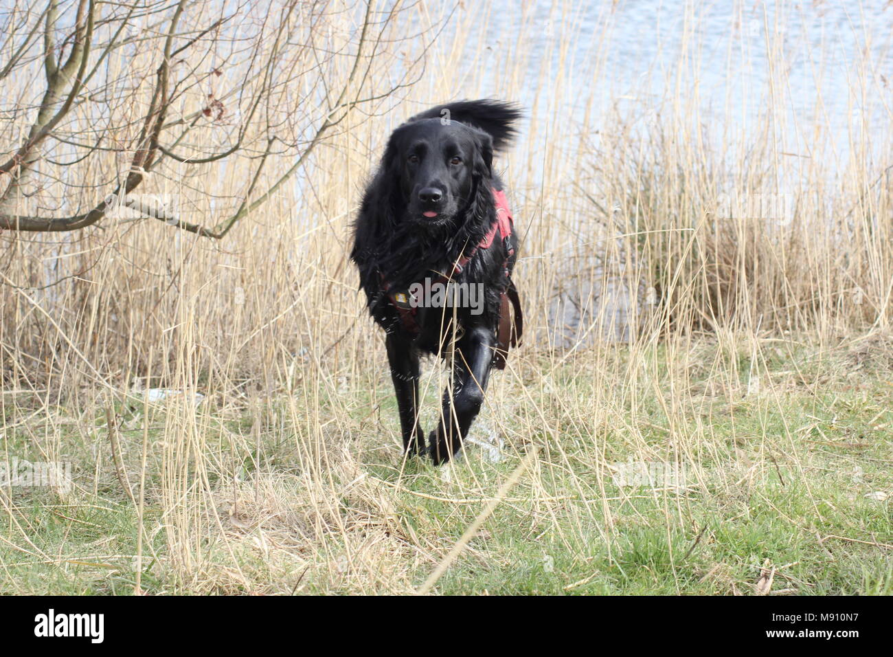 Cani giocando su una passeggiata. Questi sono i cani di salvataggio da Cipro. Foto Stock