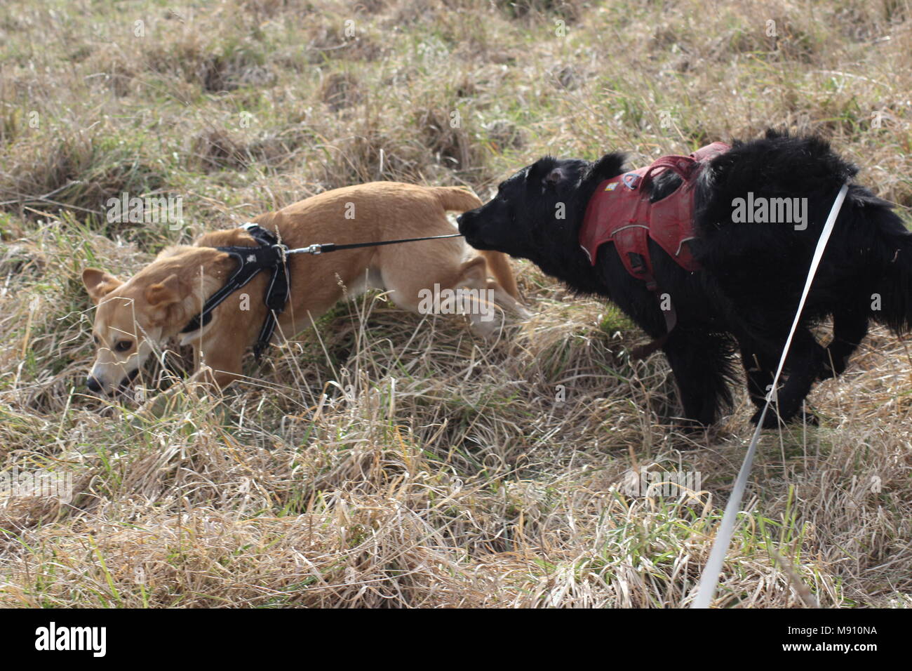 Cani giocando su una passeggiata. Questi sono i cani di salvataggio da Cipro. Foto Stock