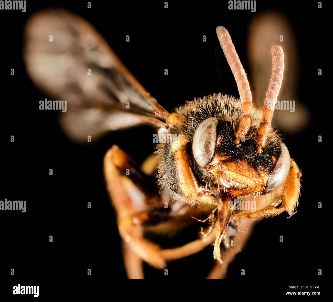 Mistero Nomada, f, NJ, faccia Foto Stock