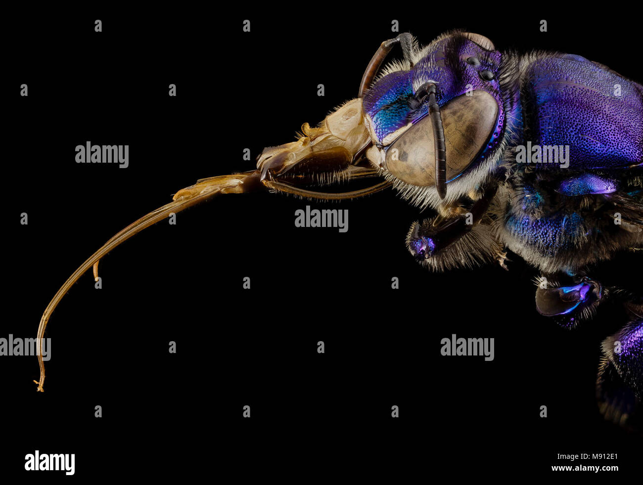Bee. orchid bee viola, m, Guiana, 1 Foto Stock
